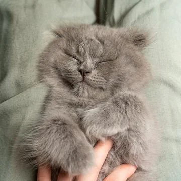 A gray fluffy kitten of the Scottish Fold breed sleeps in a girl Stock Photos