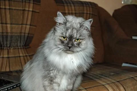 Gray Fluffy Long-Haired Cat Sitting on a Couch-Patterned Surface Stock Photos