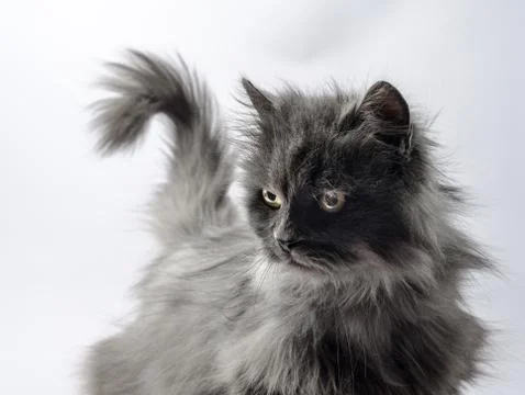 Gray fluffy puzzled cat with a tail in the shape of a question m Stock-Fotos