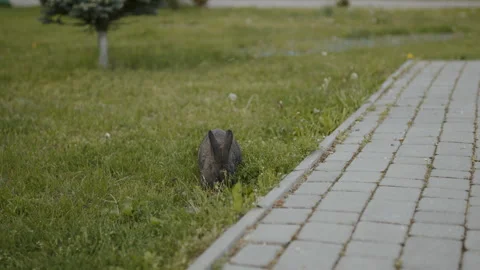 A gray fluffy rabbit with big eyes eats Stock Footage 261423295