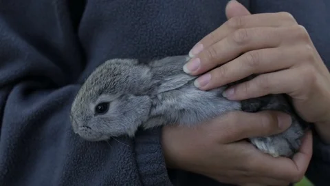 Gray fluffy rabbit in the hands of a girl Vidéo 76278432