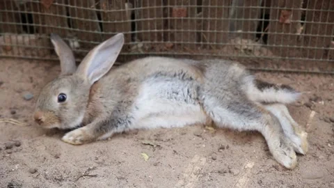 A gray fluffy rabbit lies on the sand, looking at the camera. Contact zoo. Stock Footage 156696077