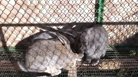 Gray fluffy rabbits sit in a cage, wash and relax, basking in the sun. close up. Video stock 220188356
