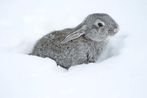 Gray fluffy rabbits on white winter snow Stock Photos