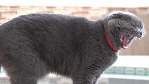 A gray fluffy scottish fold cat yawns widely showing its tongue and teeth t.. Vidéo 339412705