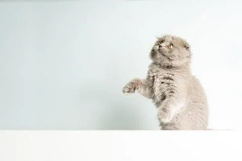 Gray Fluffy Scottish Fold kitten sits on a blue background and looks up Stock Photos