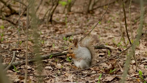 Gray fluffy squirrel holds a hazelnut in its paws and eat it in spring forest. Stock Footage 189862197