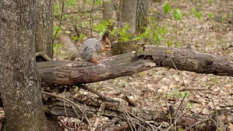 Gray fluffy squirrel holds a hazelnut in its paws and eat it in spring forest. Stock Footage 193343613