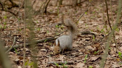 Gray fluffy squirrel holds a hazelnut in its paws and eat it in spring forest. Stock Footage 197287094
