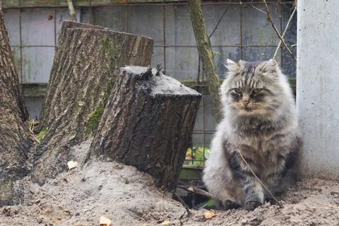A gray fluffy stray cat sits by a stump on the street. Stock Photos