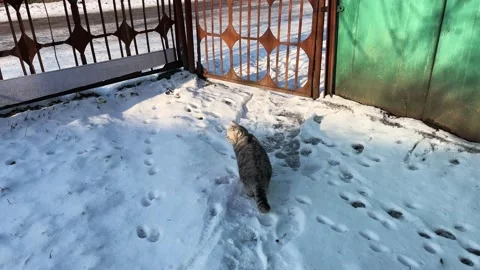 A gray fluffy striped cat walks in the yard in the snow. Concept: Homeless Stock Footage 234069143