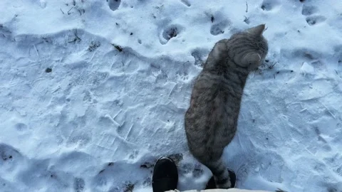 A gray fluffy striped cat walks in the yard in the snow. Concept: Homeless Stock Footage 234069162