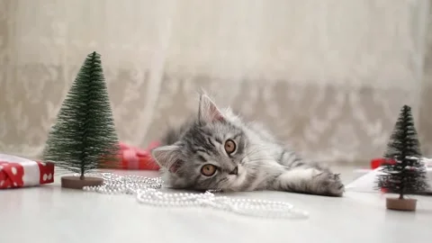 A gray fluffy striped kitten is lying on the floor next to the Christmas trees. Stock Footage 162859735
