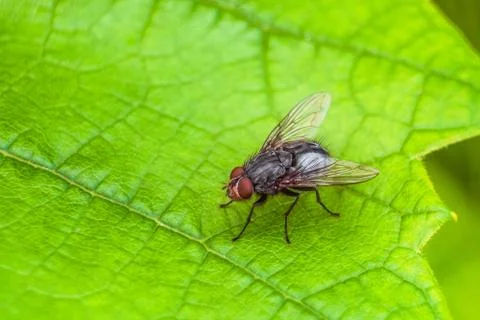 Gray fly insect on the green grape leaf in nature close-up Stock Photos