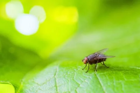 Gray fly insect on the green grape leaf in nature close-up Stock Photos