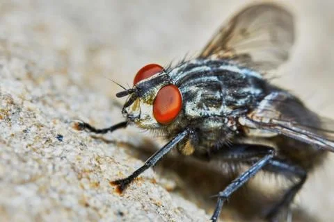 Gray fly Stock Photos