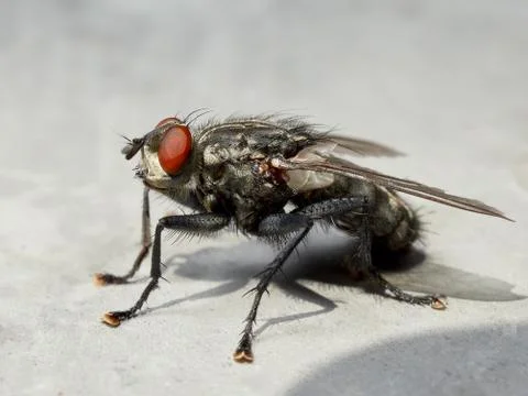 Gray fly Stock Photos
