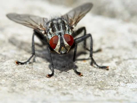 Gray fly Stock Photos