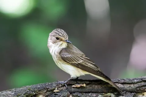 Gray flycatcher on fallen log Stock Photos