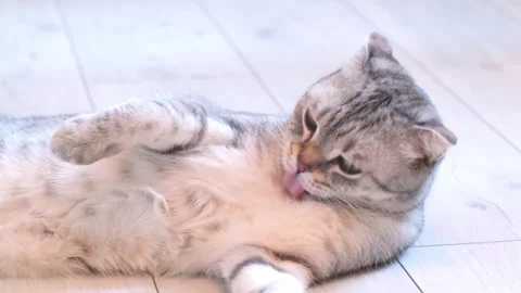 A gray fold-eared cat lies on the parquet floor and yawns, licking its fur. Stock Footage 255124758
