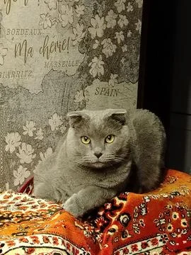Gray folded ear cat perched on patterned rug with decorative map backdrop f.. Foto stock
