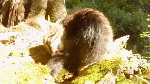 Gray forest wild kitten licked after toilet in bright sun under a tree Stock Footage 81704263
