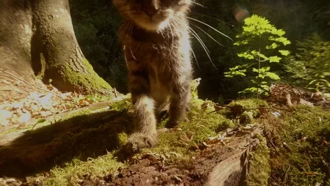 Gray forest wild kitten playing in bright sun under a tree close-up Stock Footage 81704253