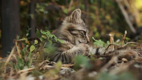 Gray forest wild kitten playing in bright sun under a tree close-up Stock Footage 82503157