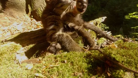 Gray forest wild kitten is washed in bright sunlight under a tree and moss close Stock Footage 81704279