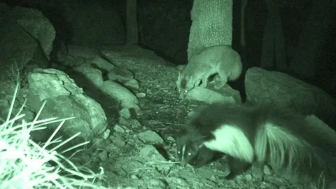 Gray Fox and Striped Skunk Foraging Together at Night in Arizona Stock Footage 337797028
