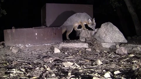 Gray Fox Foraging in Campground at Night in Arizona Coronado National Forest Stockbeeldmateriaal 297297617