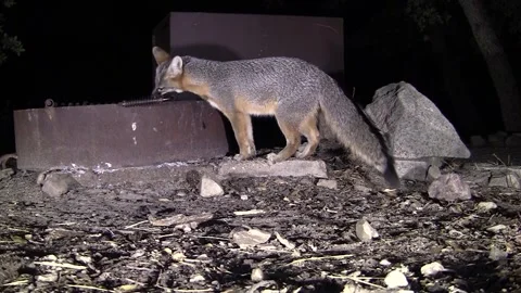 Gray Fox Foraging in Picnic Campground Eating Food on Grill Fire Pit at Night Stockbeeldmateriaal 297297605