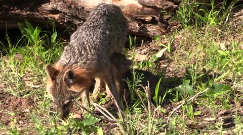 Gray fox mom and two 2 kits 2 Video stock 40365915