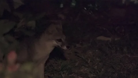 Gray Fox at night eating a live iguana 스톡 동영상 103189154