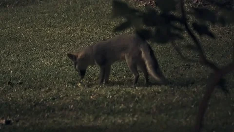 Gray Fox at night resting its head and listening for noises 스톡 동영상 103189244