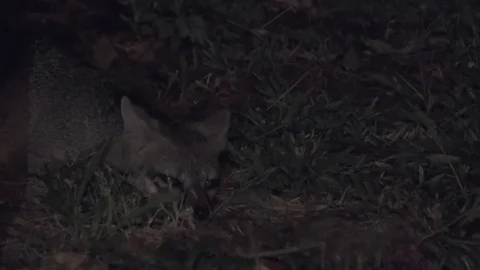 Gray Fox at night sitting up and alert 스톡 동영상 103189273