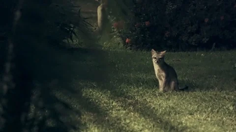 Gray Fox at night sitting down and walking away Видео 103189047