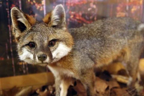 Gray Fox Stock Photos