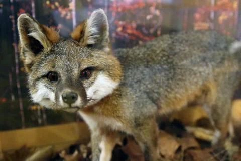 Gray Fox Stock Photos