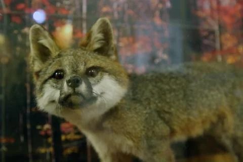 Gray Fox Stock Photos