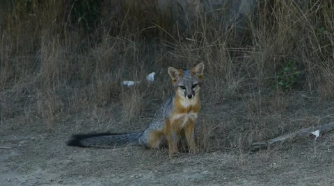 Gray Fox at Point Reyes National Seashore California 스톡 동영상 41592801
