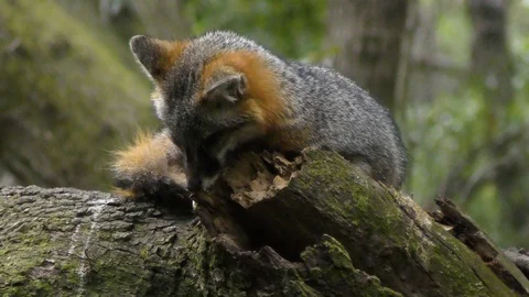  Gray Fox resting on a tree Vidéo 88515812
