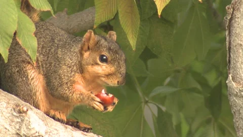 Gray Fox Tree Squirrel Eating Chewing Gnawing Nut Food On Branch in Tree Vidéo 133287379