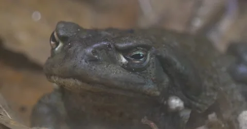 Gray Frog is Croaking Sitting Among the Leaves Large Frog on a Dry Foliage Stock Footage 62727975