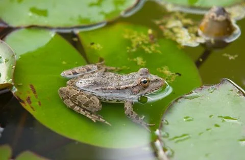 Gray Frog Resting on a Lily Pad Stock Photos