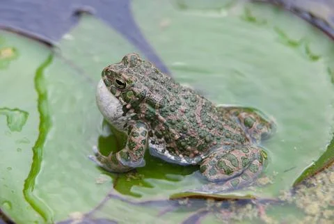 Gray Frog Resting on a Lily Pad Stock Photos