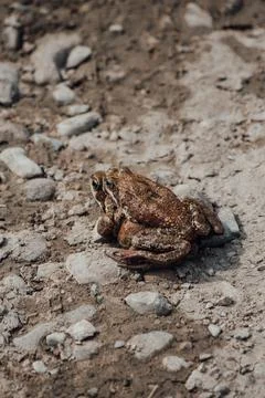 Gray frog sitting on another frog on the ground Stock Photos