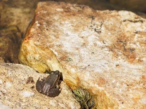 Gray frog, toad is basking on a stone. Stock Photos