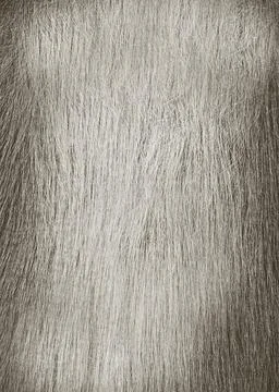 Gray fur background creating soft and textured visual effect Foto stock