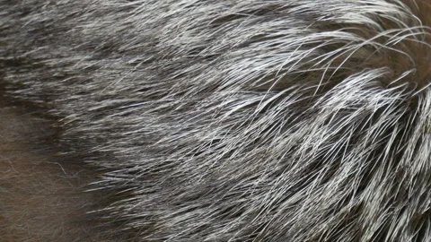 Gray fur background. Wool texture. Closeup sable fur Stock Footage 119488135